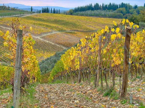 Eggers, Julie 아티스트의 Italy-Tuscany Vineyard near Radda in Chianti in the fall작품입니다.